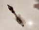 Brand new Nissan Juke  Left Drive Shaft Front 391019515R 1.6 Petrol